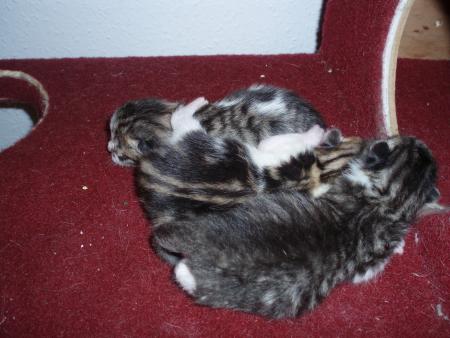 Les petits chatons d'Adeline