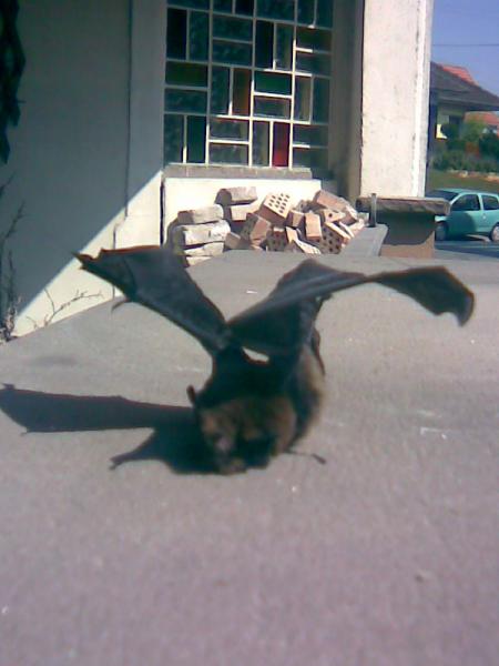 La chauve souris de Tom tom!!!
