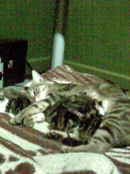Petit chats